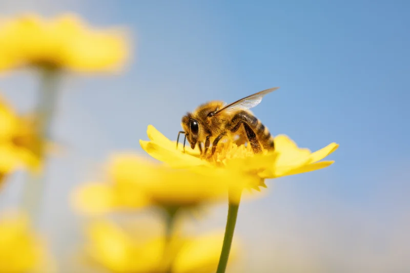 Honeybee foraging on a yellow flower in a sunny outdoor setting