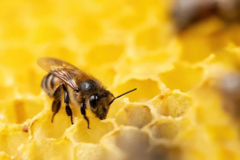 Honeybee perched on honeycomb structure in hive