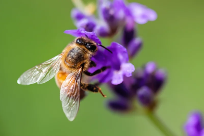 Honeybee perched on a purple lavender flower in a garden setting