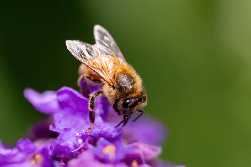 Honeybee collecting nectar from a purple flower in a garden setting