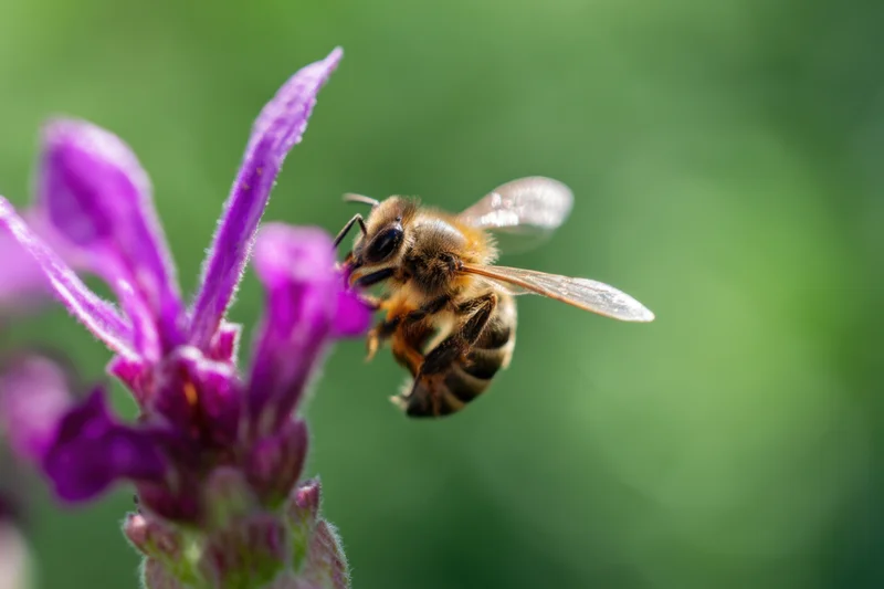 Honeybee collecting nectar from a purple flower in a garden setting