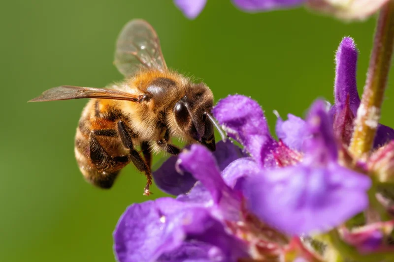 Honeybee feeding on purple flower in garden setting