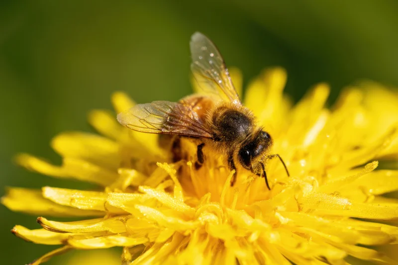 Honeybee foraging on a yellow dandelion flower in a garden setting