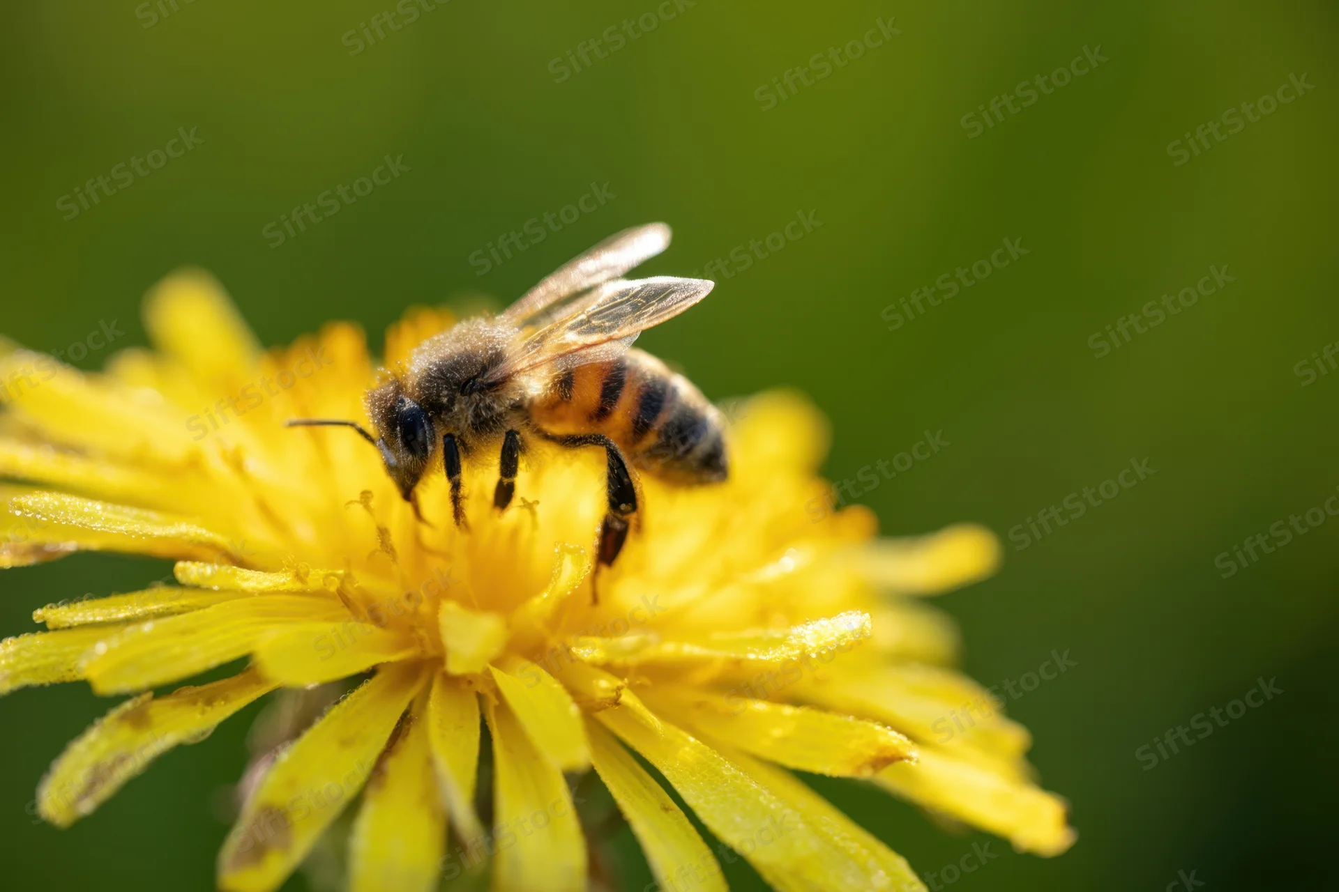 Honeybee foraging on a yellow dandelion flower in a garden setting
