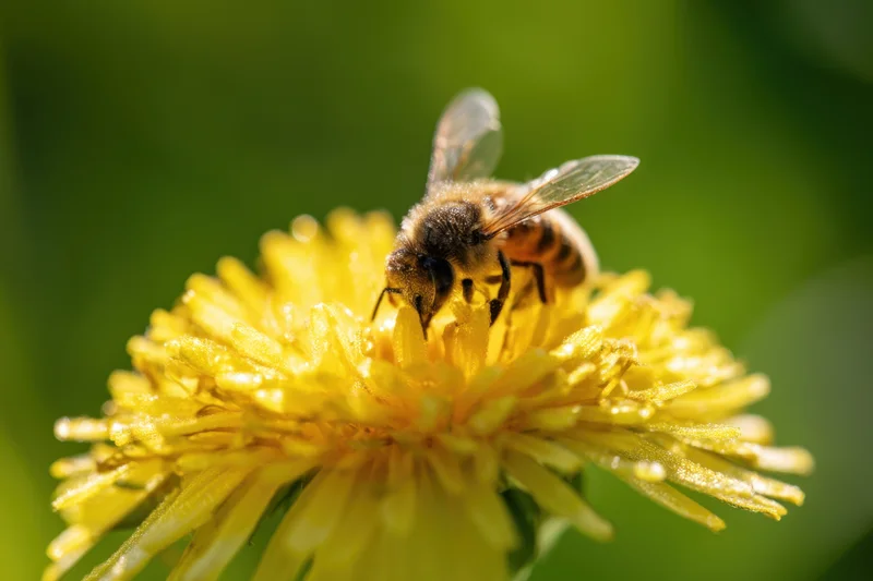 Honeybee foraging on a yellow dandelion flower in a garden setting