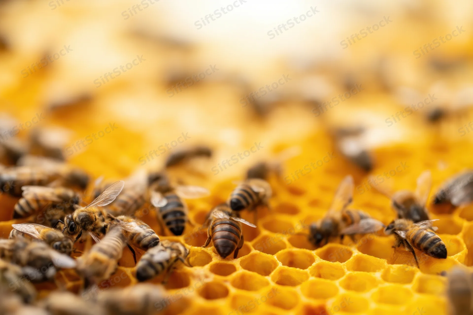 Bees crawling on a honeycomb with hexagonal wax cells