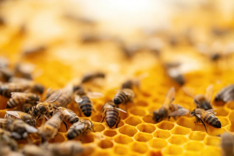 Bees crawling on a honeycomb with hexagonal wax cells