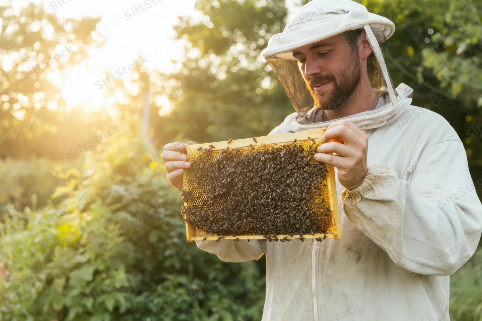 Male beekeeper inspecting honeycomb frame covered in bees in a sunlit garden