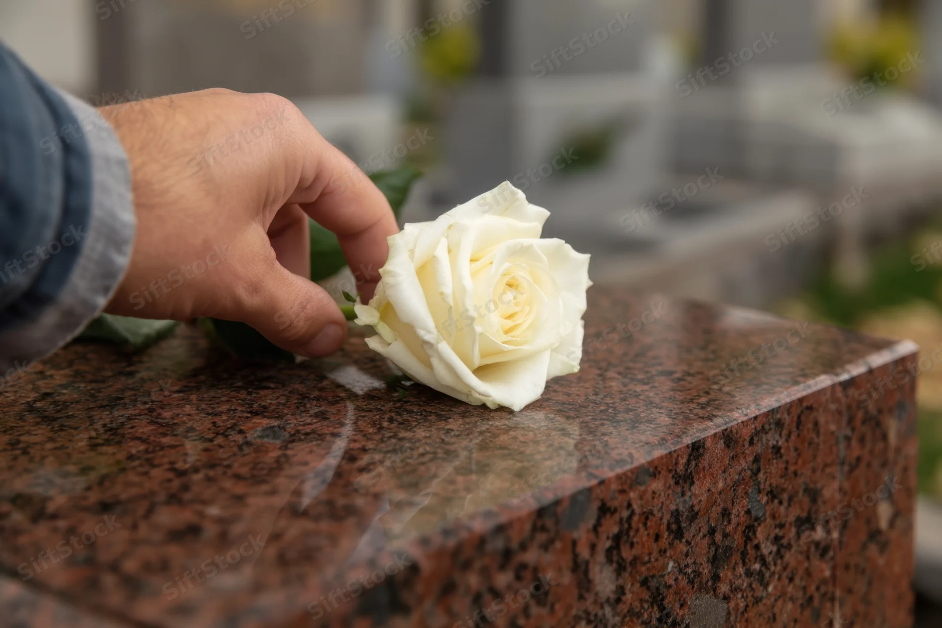 Hand placing a white rose on a granite tombstone in a cemetery