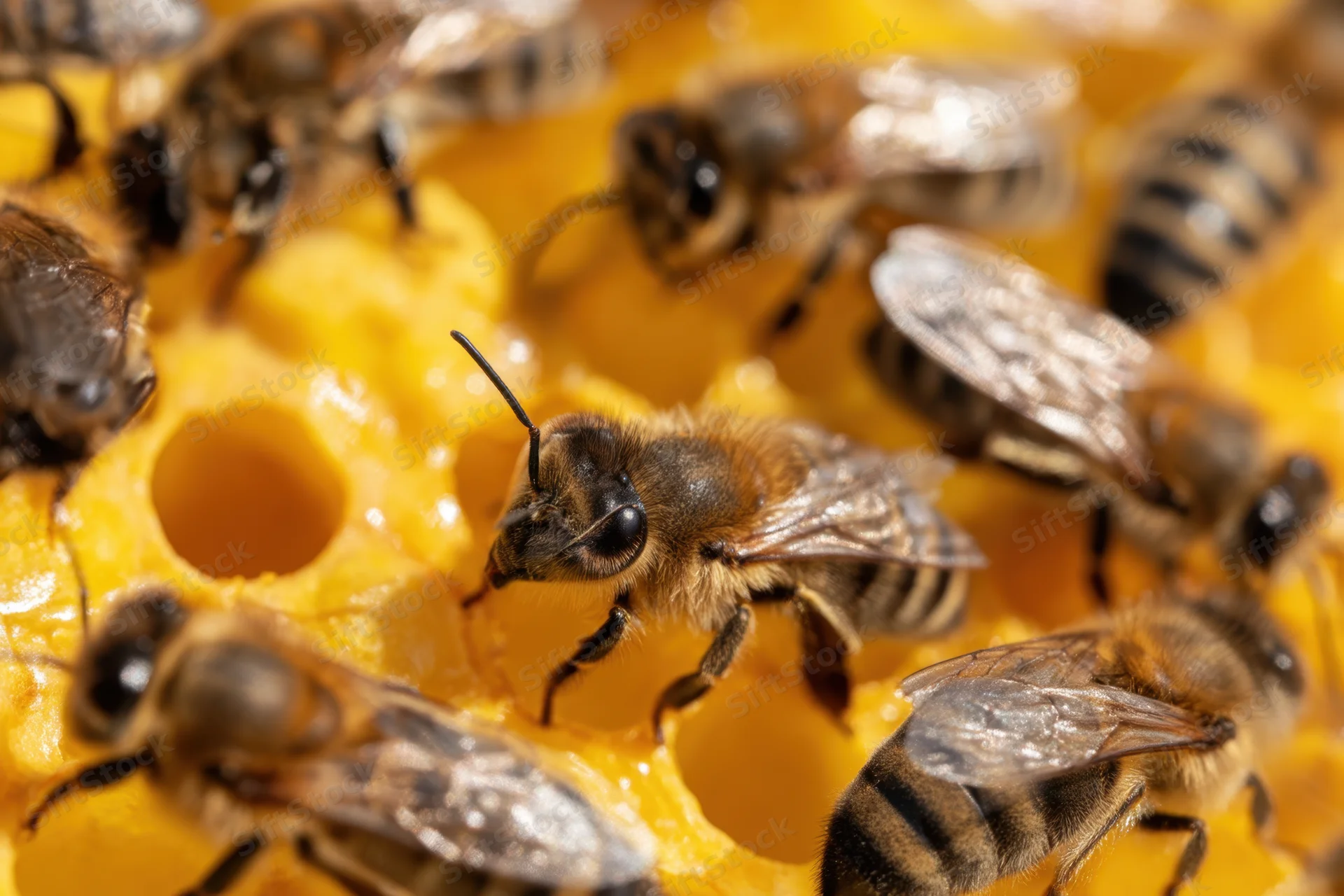 Bees feeding on honeycomb cells in a hive
