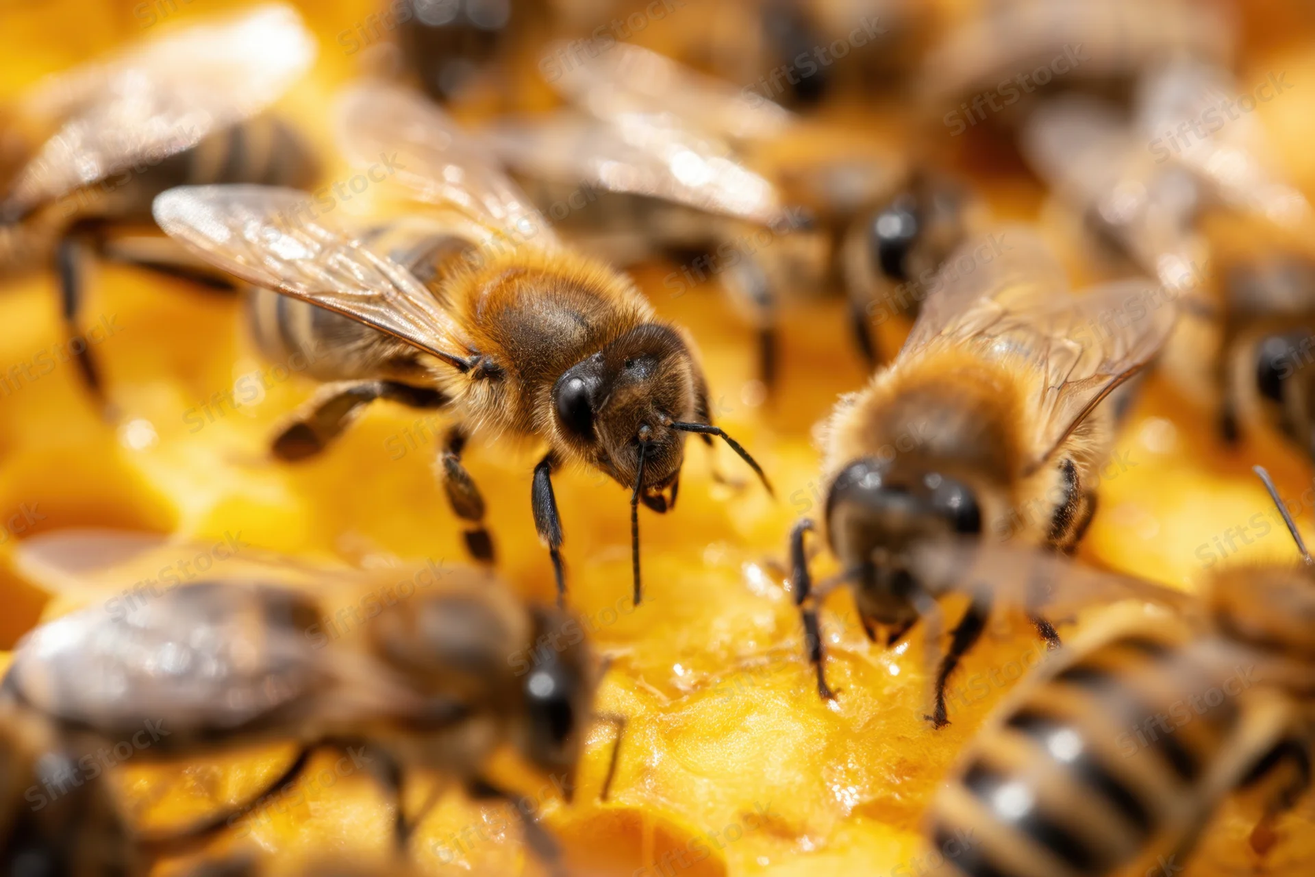 Bees foraging on honeycomb cells in a hive