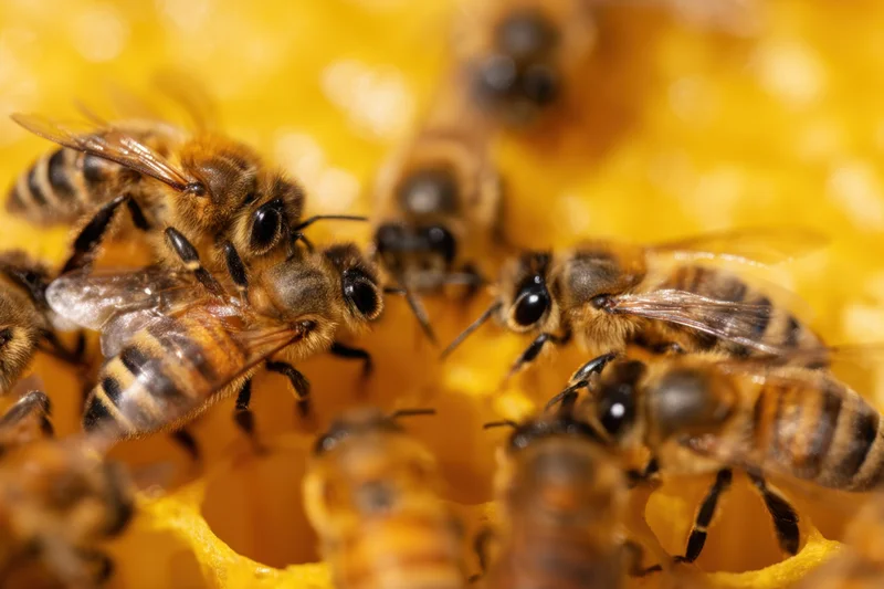 Bees clustered on honeycomb cells, showing striped bodies and wings in close-up view