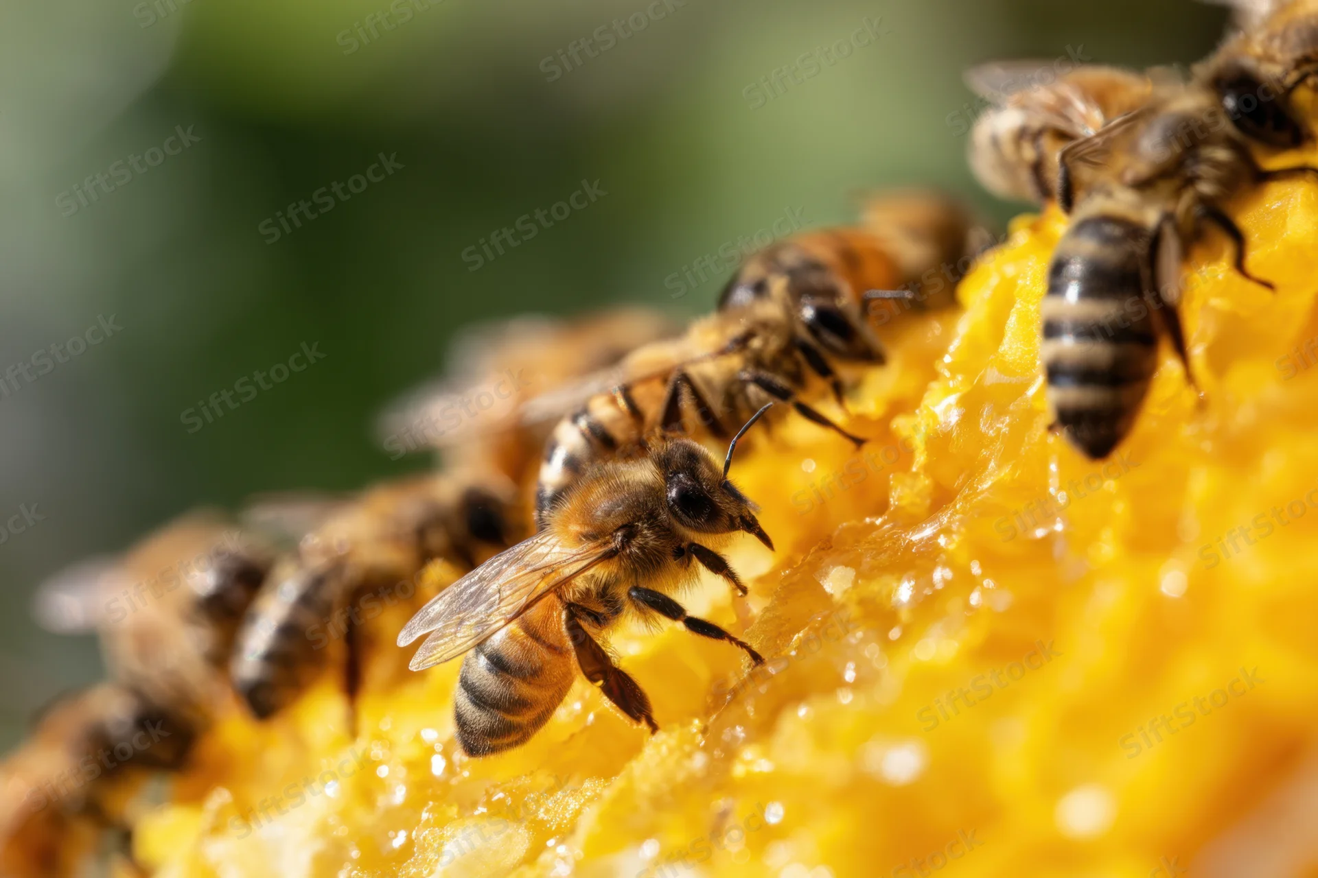 Bees foraging on a honeycomb structure with visible wax cells and golden honey