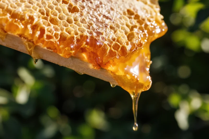 Honeycomb frame with honey dripping from it outdoors against green foliage
