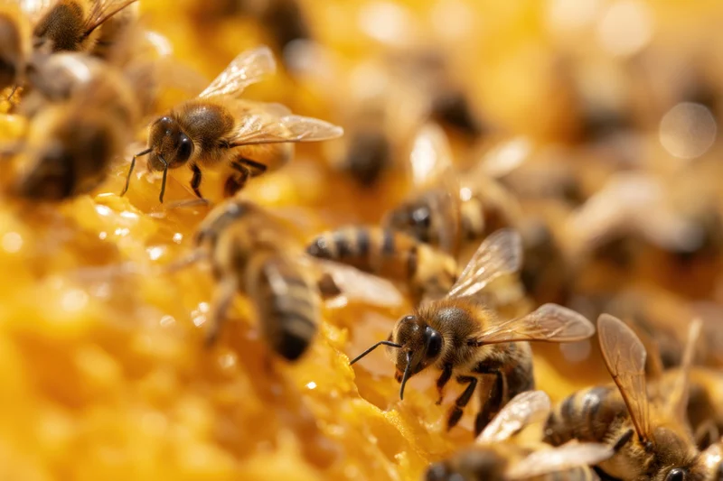 Honeybees actively foraging on a golden honeycomb structure in a hive