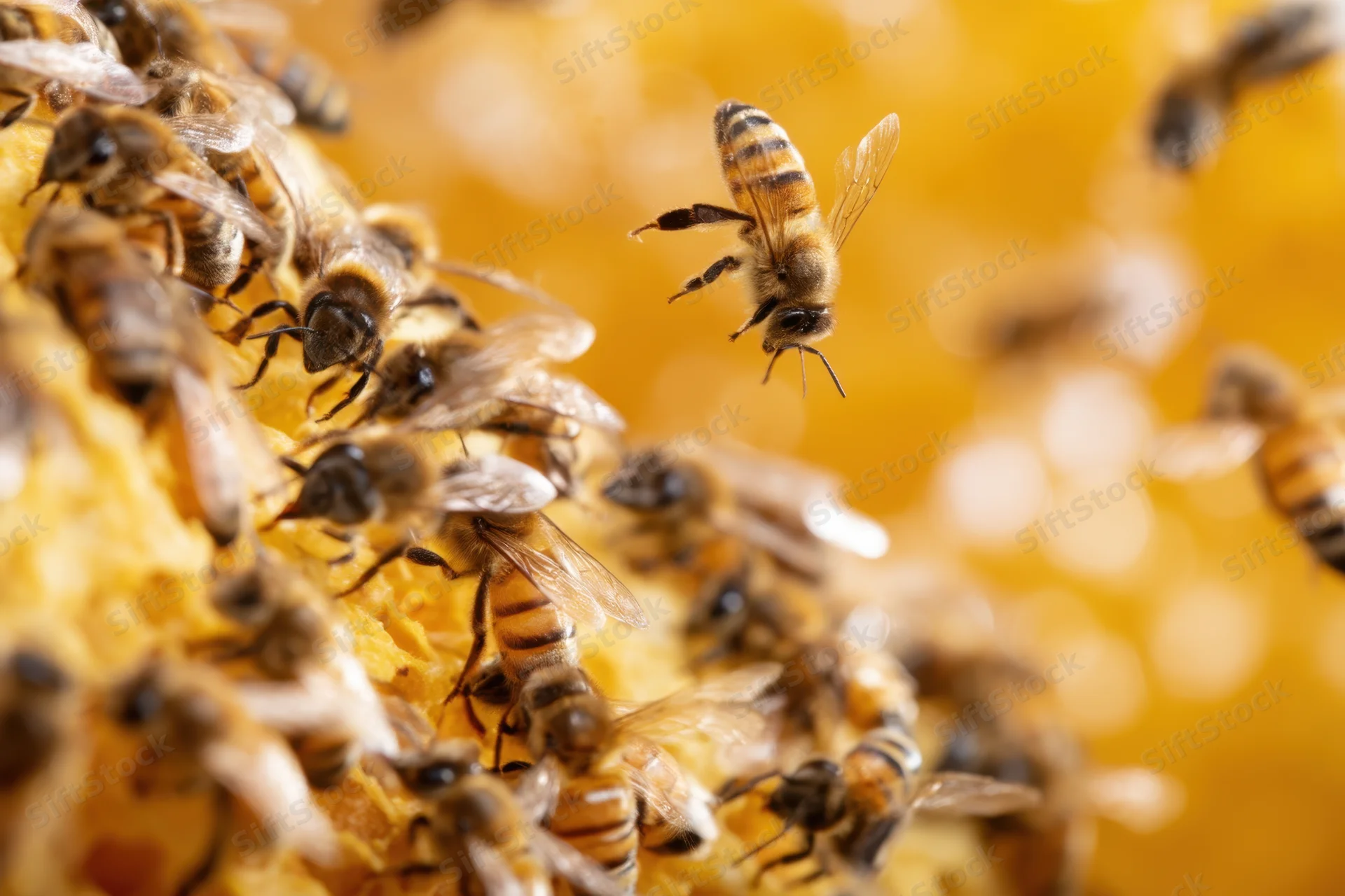 Honeybees actively working on honeycomb with one in flight, close-up view