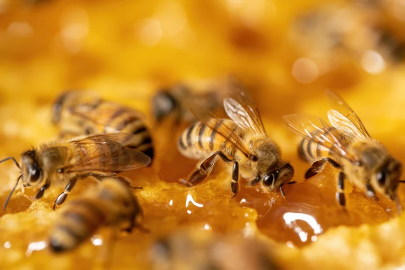 Honeybees feeding on honey within a honeycomb structure