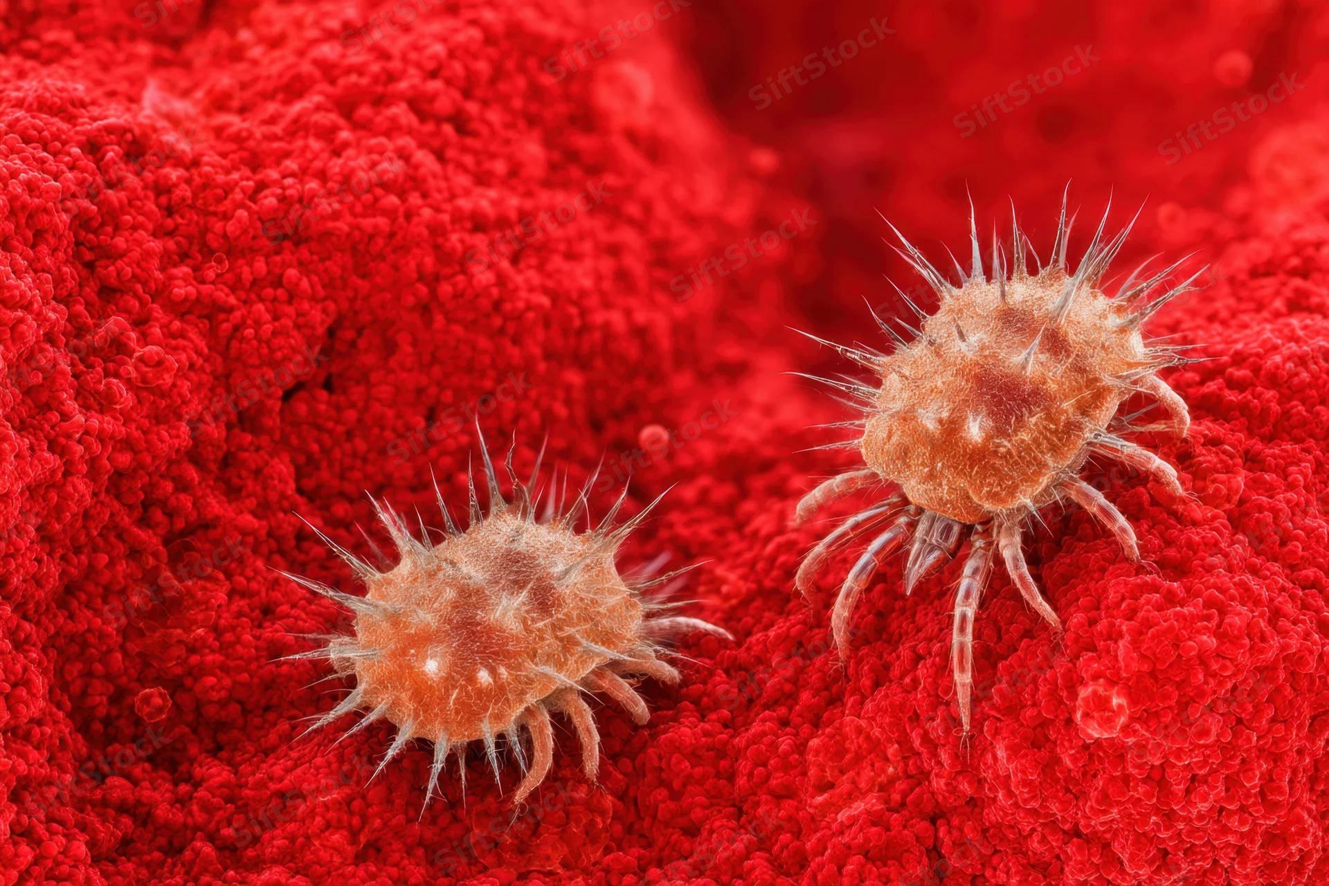 Two mites with spiky bodies and legs on a red textured biological surface under magnification
