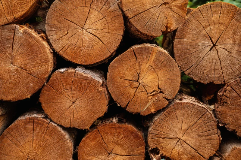 Stacked logs showcasing intricate wood grain and growth rings in a natural outdoor setting