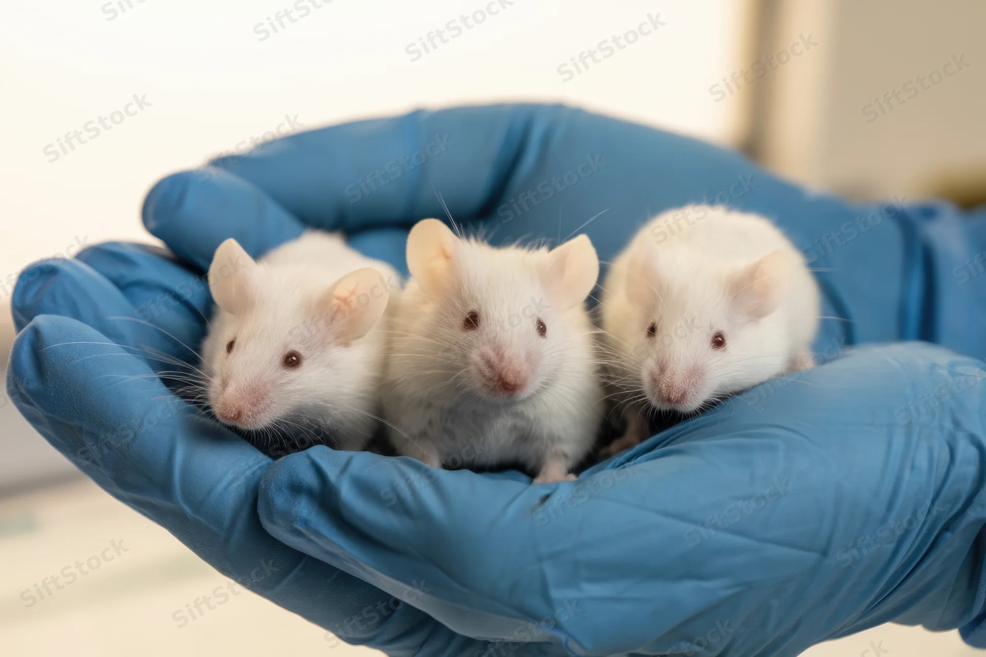 Three white laboratory mice held in gloved hands in a research setting