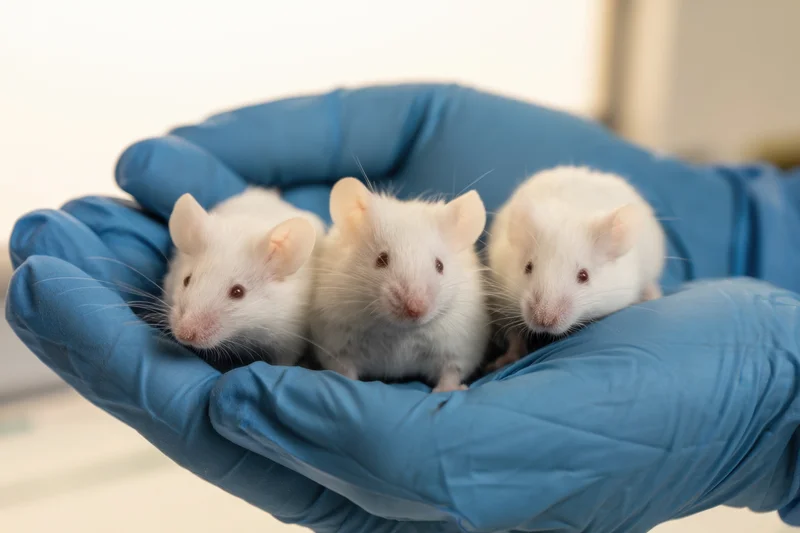 Three white laboratory mice held in gloved hands in a research setting