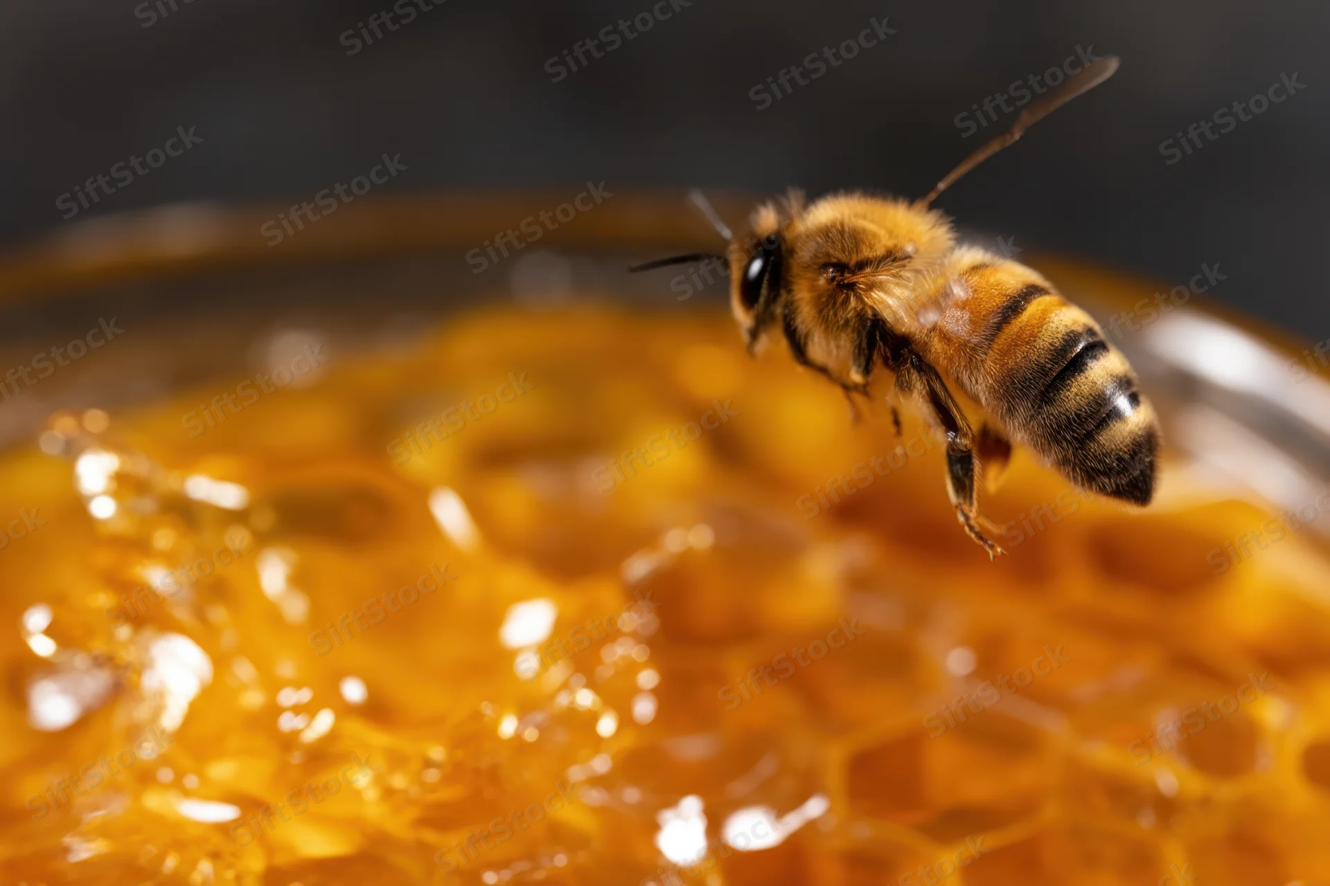 Honeybee hovering over honeycomb filled with golden honey