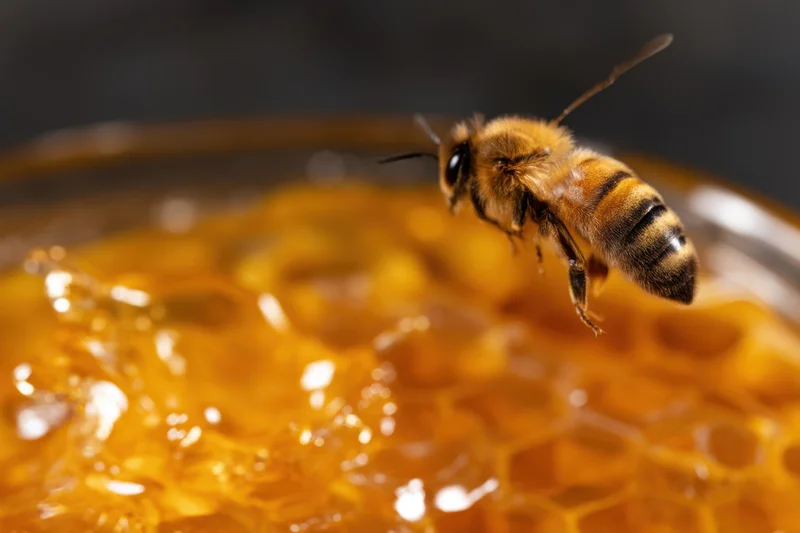 Honeybee hovering over honeycomb filled with golden honey