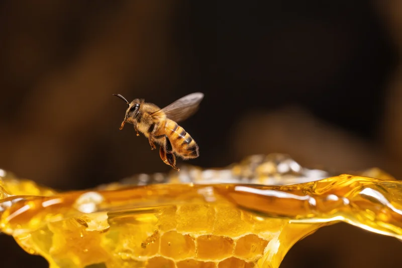 Honeybee hovering above golden honeycomb filled with honey