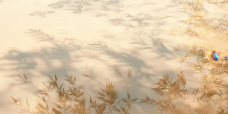 Delicate bamboo leaves casting soft shadows on a warm beige surface in natural sunlight