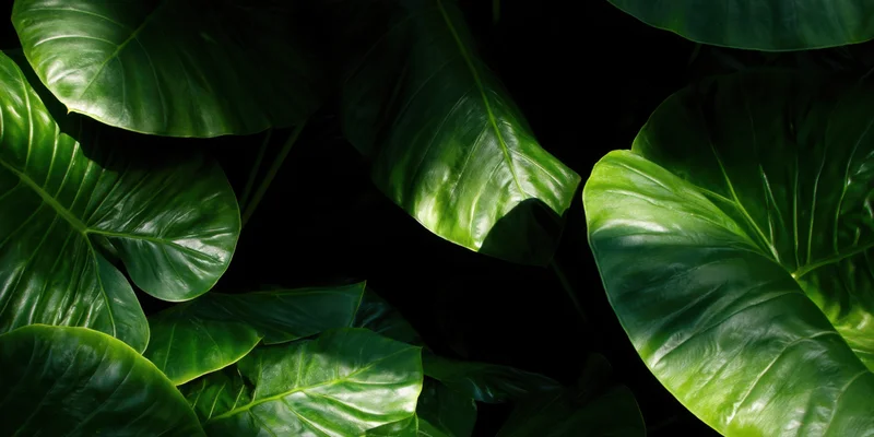 Dense tropical foliage with large glossy green leaves filling the frame in natural light