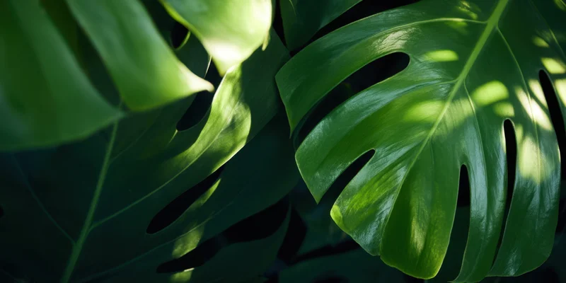 Close-up of glossy monstera leaves in dappled sunlight with deep green shadows