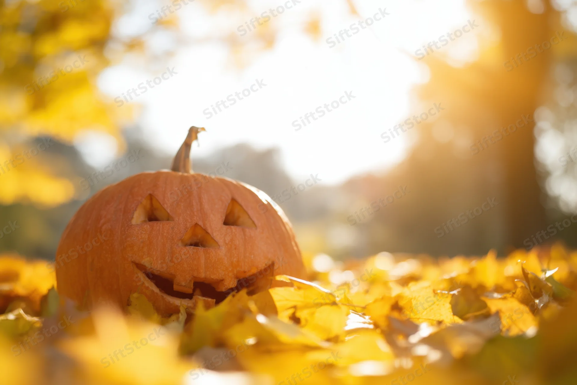 Carved jack-o-lantern resting among golden autumn leaves in soft sunlight