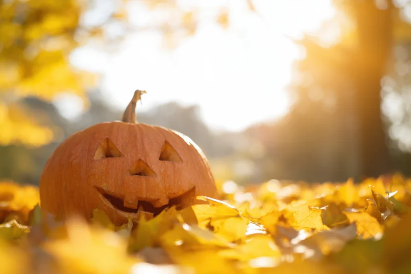 Carved jack-o-lantern resting among golden autumn leaves in soft sunlight