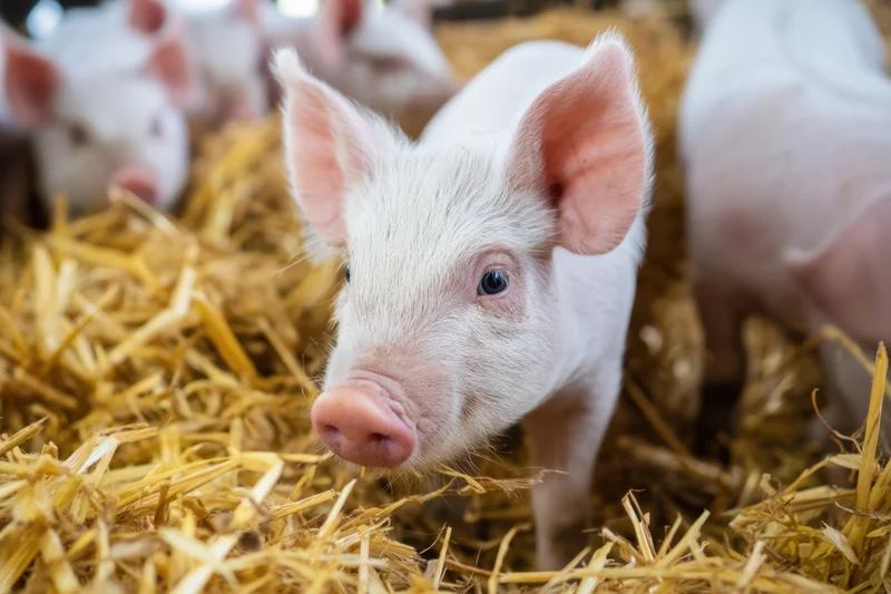 Curious piglet standing in straw-filled barn with other piglets nearby
