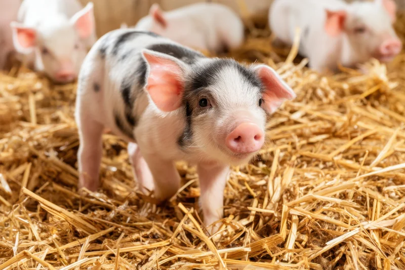 Curious piglet standing on straw in barn with other piglets in background