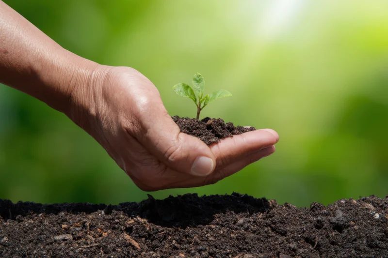Hand cradling small green plant emerging from soil against blurred green background