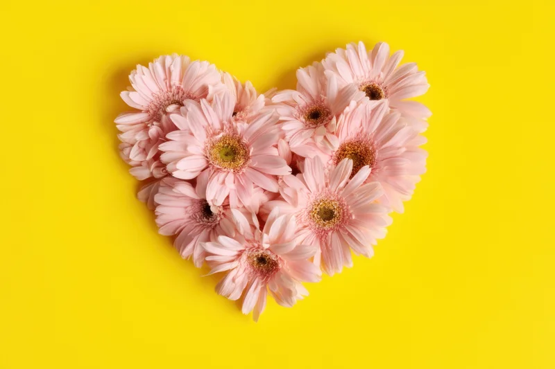 Heart-shaped arrangement of pink daisies on yellow background