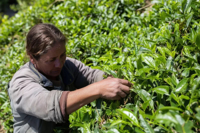 Woman picking tea leaves in a lush green tea field during daylight