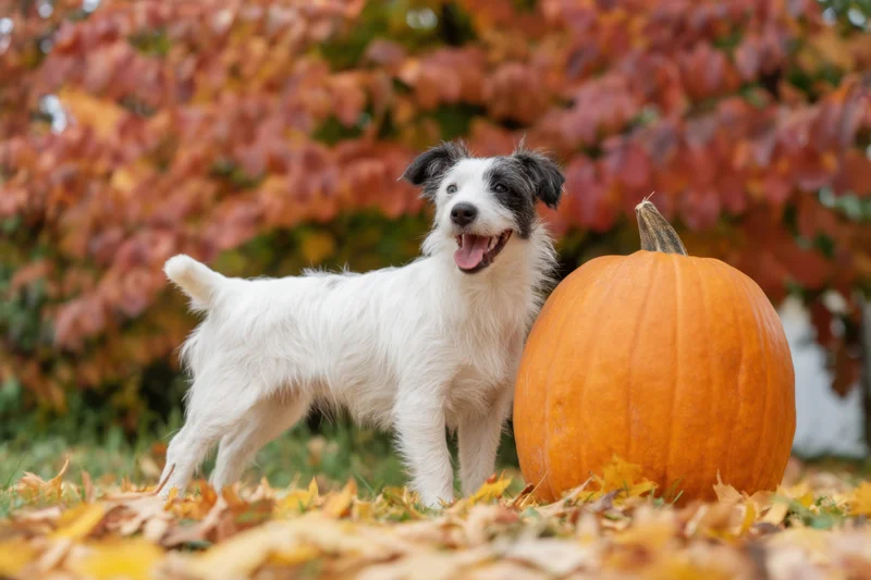 Playful puppy standing next to a large pumpkin among autumn leaves in a garden