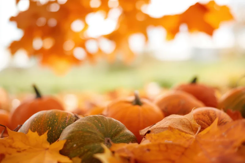 Pumpkins and gourds arranged among fallen autumn leaves in a garden setting