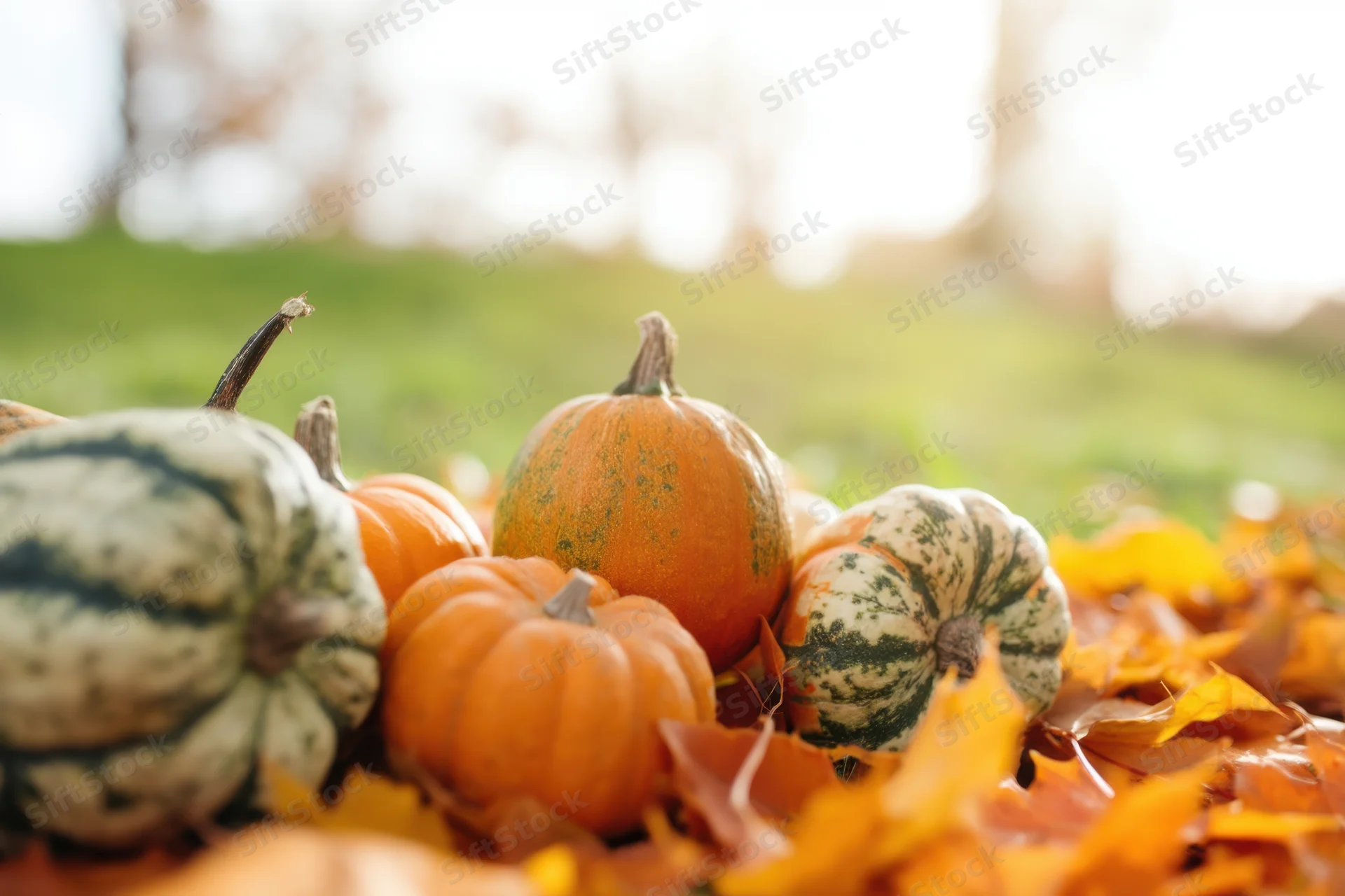 Small pumpkins and gourds arranged among fallen autumn leaves on grass