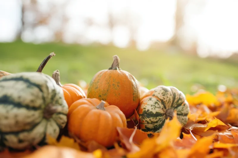 Small pumpkins and gourds arranged among fallen autumn leaves on grass
