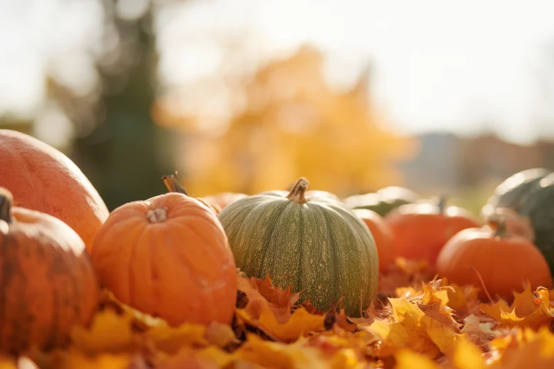 Pumpkins and autumn leaves arranged in a field during fall harvest
