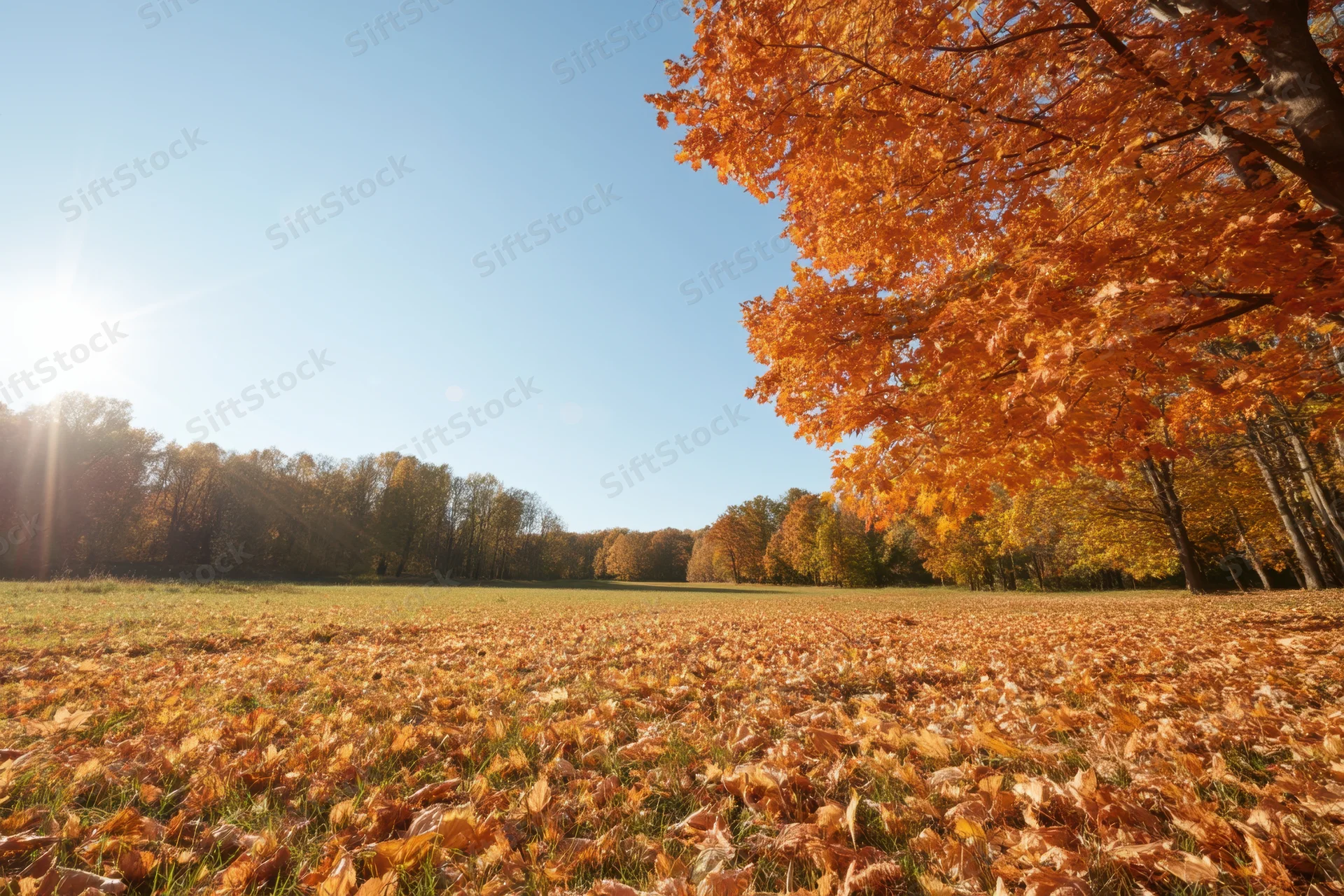 Autumn field covered in fallen orange leaves under bright sunlight with trees lining the horizon