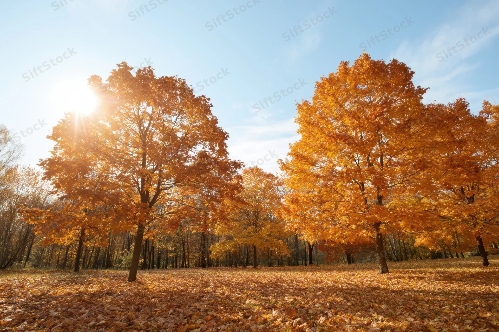 Autumn trees with vibrant orange and yellow foliage in a forest clearing under sunlight