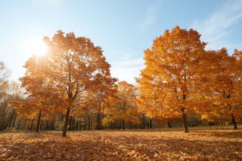 Autumn trees with vibrant orange and yellow foliage in a forest clearing under sunlight