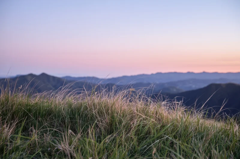 Tall grass swaying in the wind at dawn overlooking soft hills