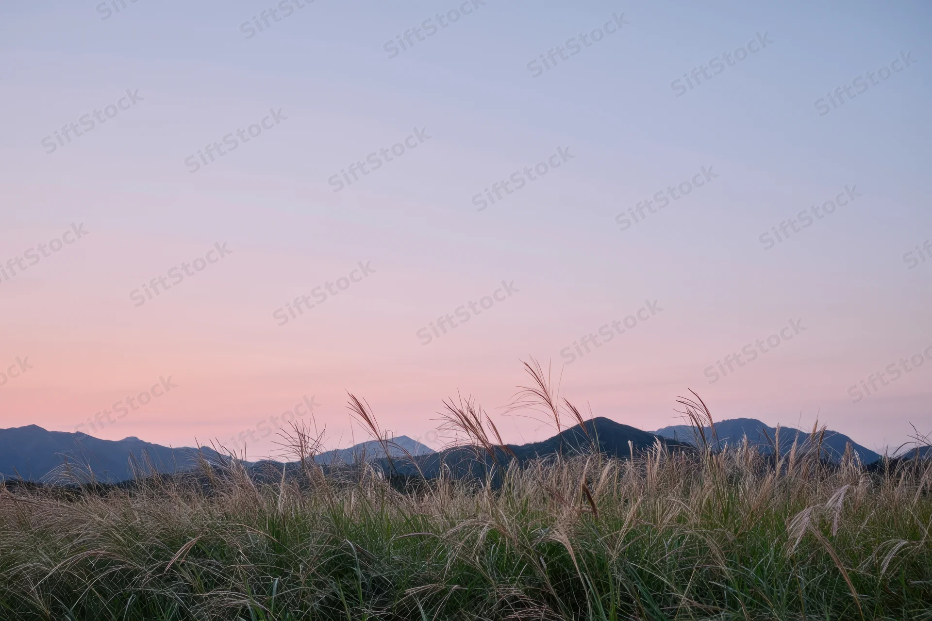 Tall grass in a field at dawn with soft hills in the background