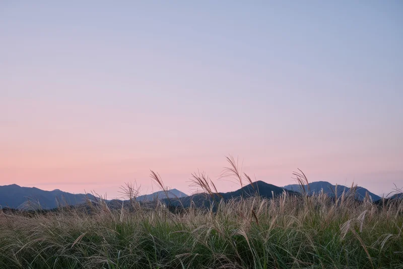 Tall grass in a field at dawn with soft hills in the background