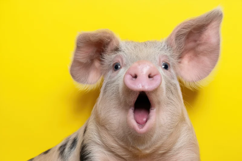 Surprised pig with wide-open eyes and open mouth against yellow background